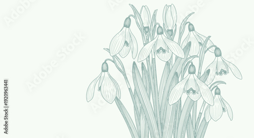 Delicate Snowdrop Flowers Illustration with Fine Lines, Gentle Spring Botanical Art