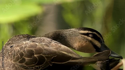Pacific Black Duck Preening in the lake at Mount Coot-tha Botanical Gardens in Brisbane, Queensland.