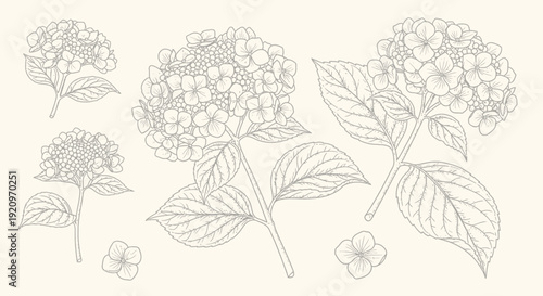 Elegant Hydrangea Bloom Collection: Hand-Drawn Botanical Art Illustrations
