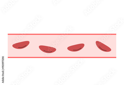 Normal Blood Vessel Cross Section Medical Illustration