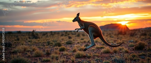 A red kangaroo hops across the Australian outback at sunset, mammal, kangaroo