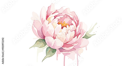 Pink peony flower watercolor illustration with dripping paint effect