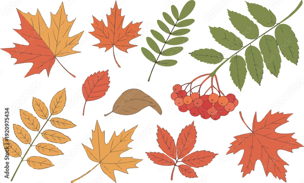 Obraz premium Colorful Autumn Leaves and Berries Set – Cartoon Fall Vector Illustration