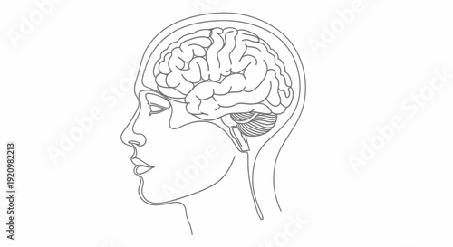 Anatomical Illustration of the Human Brain in Profile, Revealing Complex Structures and Neural Pathways