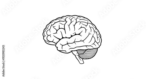 Anatomical illustration of the human brain, showcasing its intricate structure and neural network capabilities