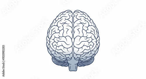 Human Brain Anatomy Illustration - Top View of the Central Nervous System, Cognitive Function, and Medical Science Concept