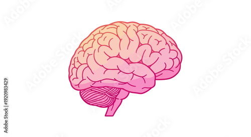 Illustration of a pink and orange human brain, symbolizing thought, creativity, and knowledge