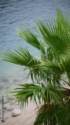 Green palm tree fronds with a tranquil blue ocean in the background