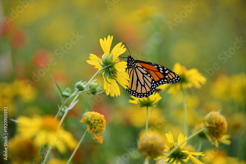 Monarch Butterfly Perched on Cowpen Daisy Flower