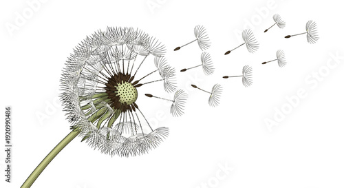Vector Illustration of Dandelion with Flying Seeds