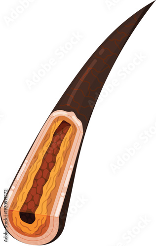 Hair internal structure with cuticle cortex and medulla layers.