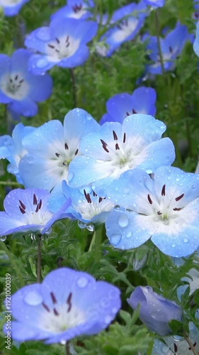 ネモフィラ、ネモフィラ畑、花、花畑、植物、自然、水滴、ルリカラクサ、青、緑、春、風景、満開、クローズアップ、花びら、葉、背景、明るい、園芸、公園、揺れる、日本、雨、アップ、屋外、綺麗、素材、旅行、ガーデニング、庭、テクスチャ、夏、マクロ、初夏、開花、5月、濡れた、しずく、咲く、観光、イメージ、名所、風、露、縦、縦動画、ティルト、Nemophila、Baby Blue Eyes