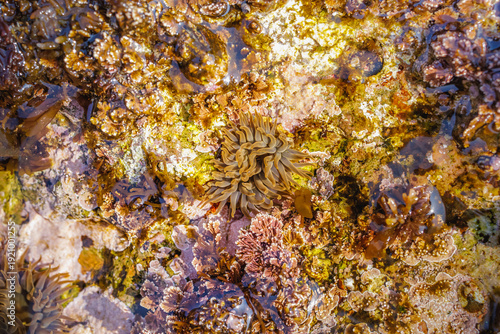 Foto Nature's Mosaic: Sea Anemone and Pink Coralline Algae in a Coastal Tide Pool, Vi
