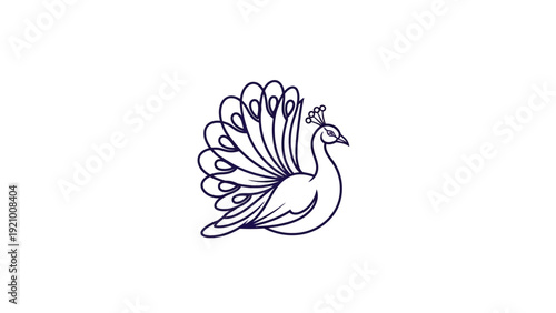 Peacock Bird Illustration.