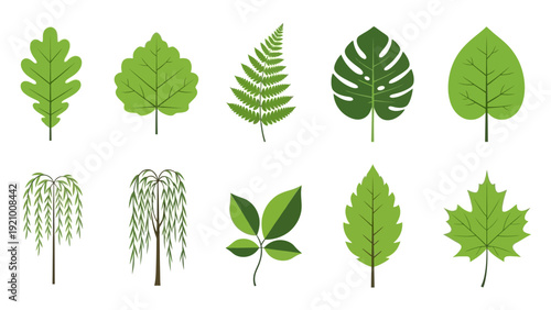 Collection of various green leaf types.
