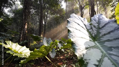 Sunlight in lush forest.