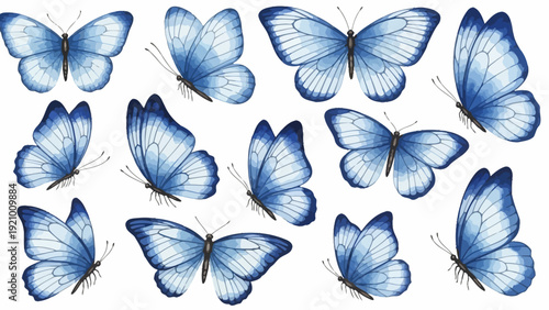 Blue butterflies on white background.