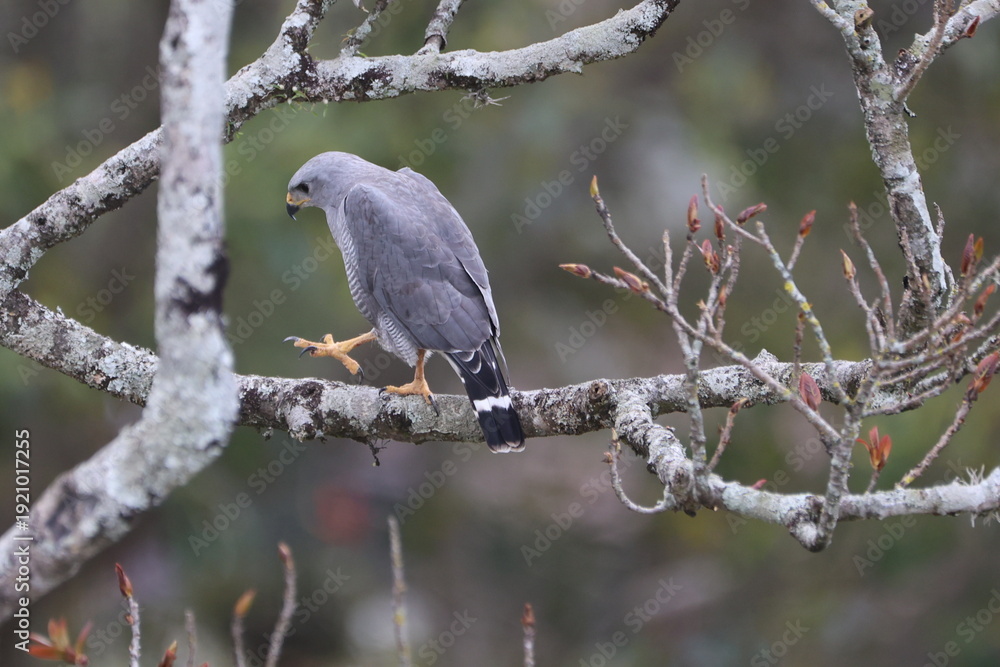 Fototapeta premium Gray hawk perched on a lichen-covered branch
