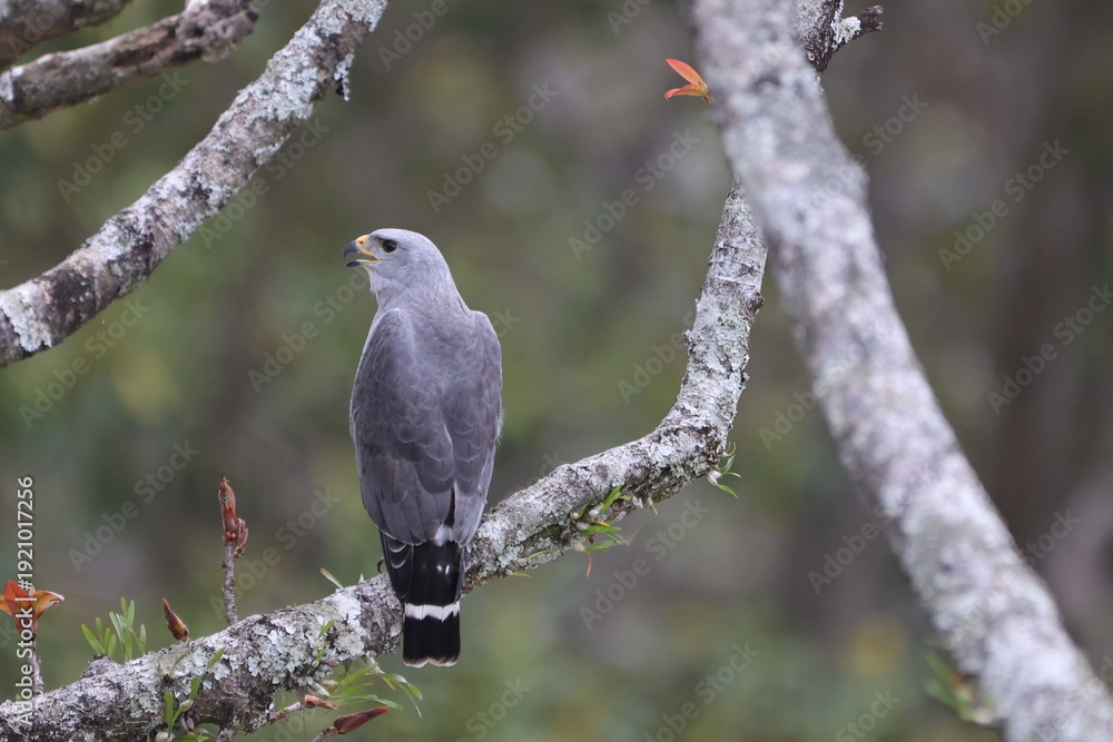 Obraz premium Gray Hawk Perched in a Tree