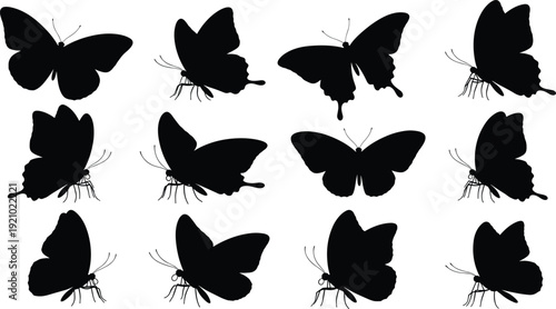Flat vector illustration of butterfly silhouettes, diverse wing shapes, insect species variations, entomology study, decorative design, nature artwork