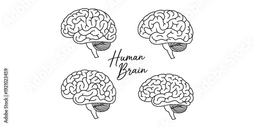 Collection of four black and white hand drawn human brain illustrations on a white background Vector, illustration