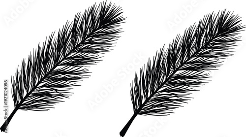 Pine needle branch silhouettes set, evergreen conifer twigs botanical black vector illustration isolated on white background