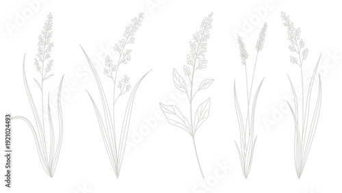 Set of various hand drawn cereal plants and grains.