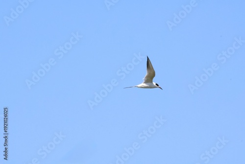 Tern flying through the sky