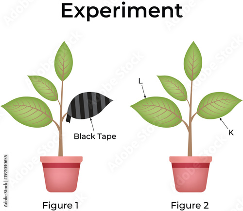 Photosynthesis Experiment with Taped Leaf