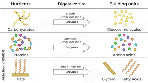 Nutrient Digestion Breakdown of Carbohydrates, Proteins, and Fats