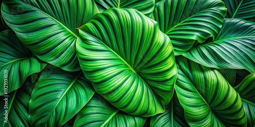 Lush Green Tropical Foliage A Vibrant Display of Nature's Beauty and Intricate Leaf Patterns