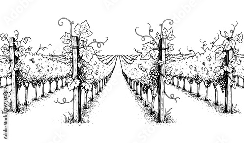 Seamless vineyard landscape hand drawn grape vine ink vector pattern