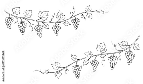 Minimal grape vine doodle banner hand drawn fruit botanical label vector template