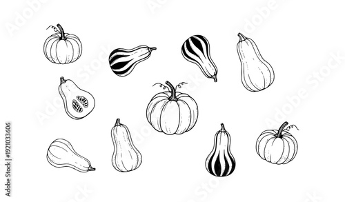 Minimal pumpkins butternut squash and gourd doodle hand drawn vector illustration