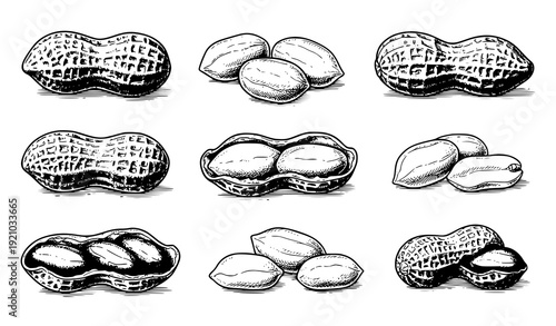 Hand drawn peanut set retro ink sketch nuts botanical food vector illustration