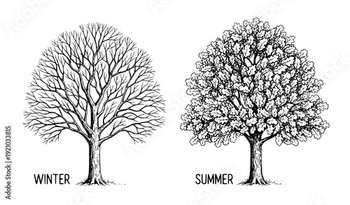 Oak tree winter and summer comparison hand drawn ink botanical vector illustration