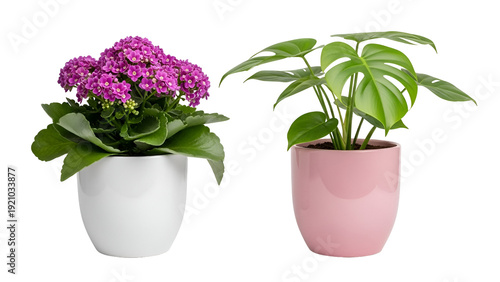 Two vibrant potted plants with pink flowers and green leaves isolated on transparent background
