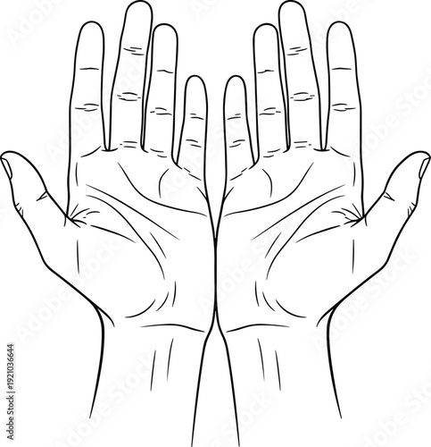 Black and white line drawing, detailed human hands illustration, open palms facing upward, anatomical study reference, artistic palmistry sketch, symmetrical design