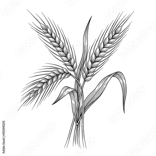 Obraz Black and white illustration of wheat stalks grain