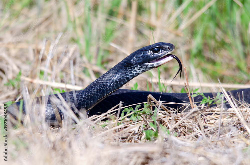 Fototapeta premium snake in grass