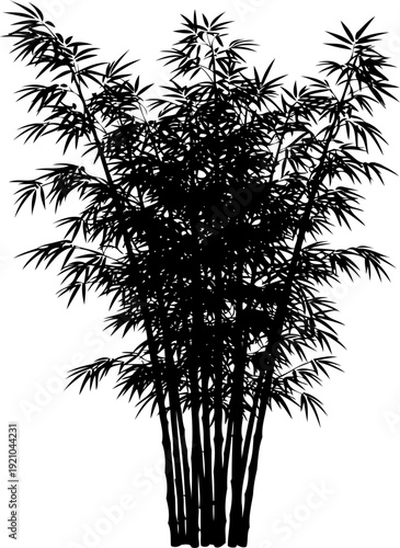Asian bamboo forest stalks and foliage silhouette