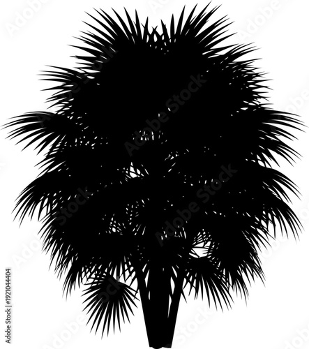 Bushy fan palm silhouette with dense foliage