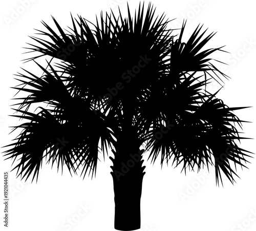 Cabbage palm tree silhouette with textured trunk and sharp fronds