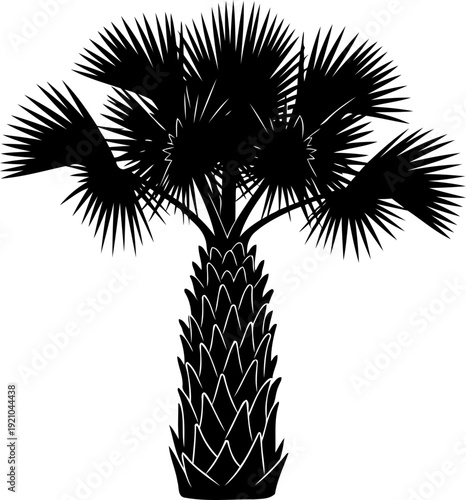 Cabbage palm tree silhouette with textured trunk