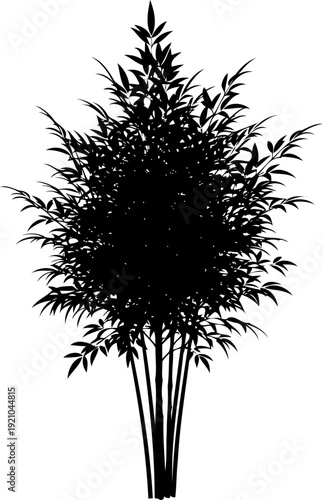 Dense thicket of bamboo plants with thin leaves in silhouette