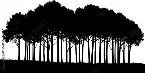 Dense forest edge silhouette with tall slender trees