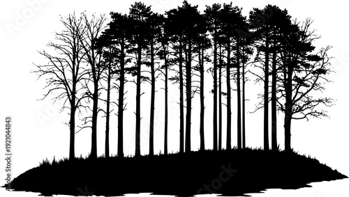 Dense pine forest silhouette standing on a grassy hill