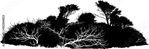 Dense shrubbery and wild bush silhouette