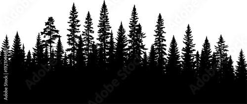 Dense pine forest silhouette against horizon