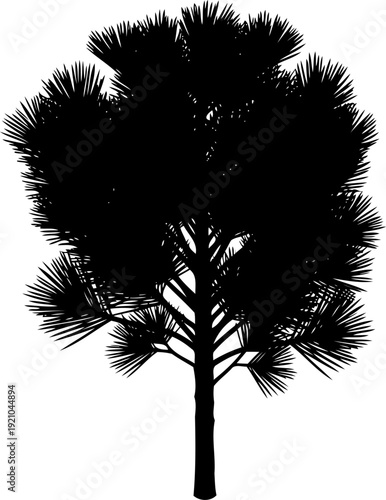 Detailed pine tree silhouette with distinct needle clusters and branches